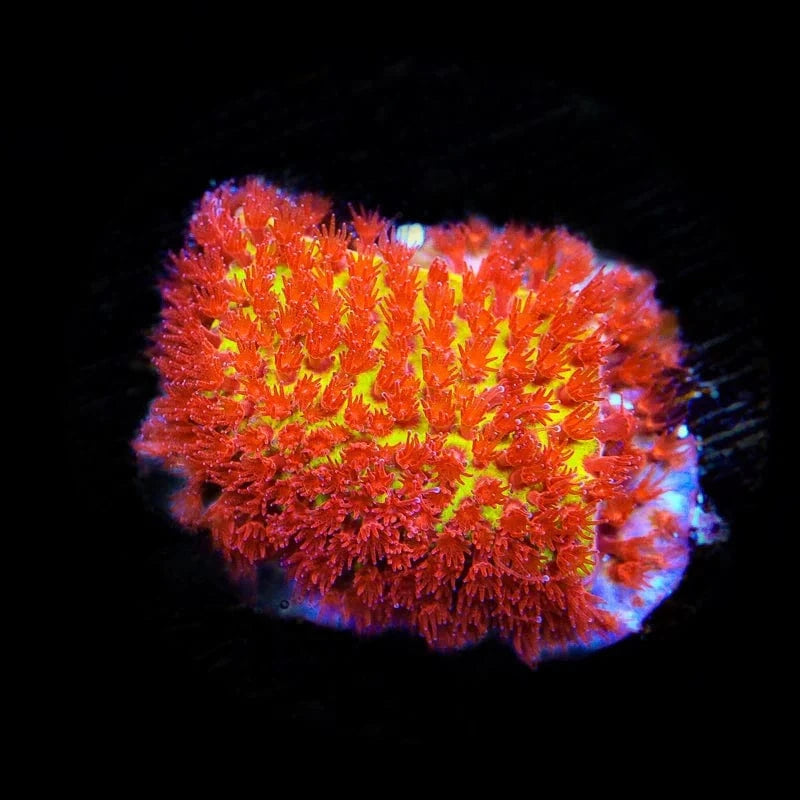 JF Burning Banana Stylocoeniella Coral