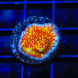 JF Burning Banana Stylocoeniella Coral