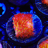 JF Burning Banana Stylocoeniella Coral