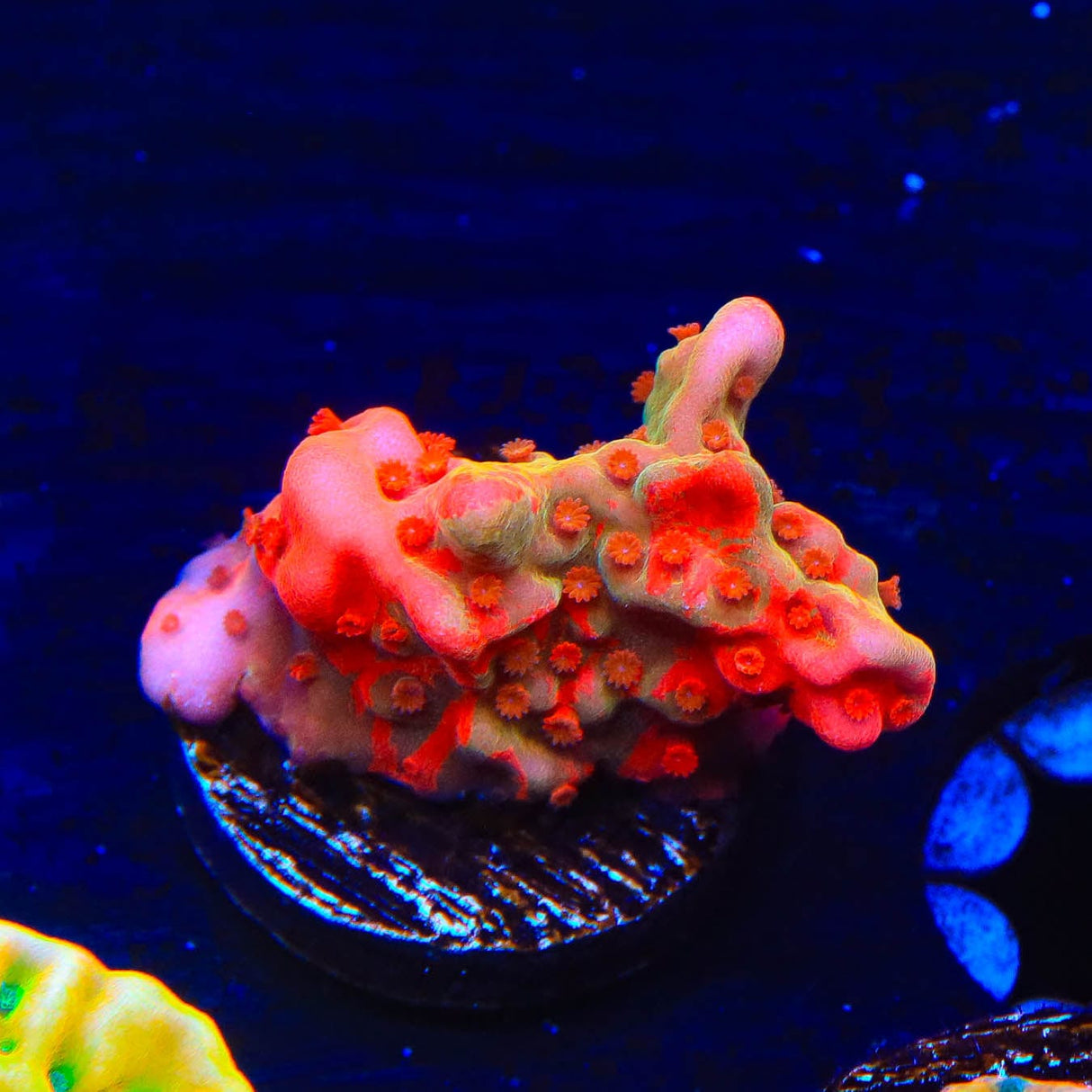 JF Burning Banana Stylocoeniella Coral