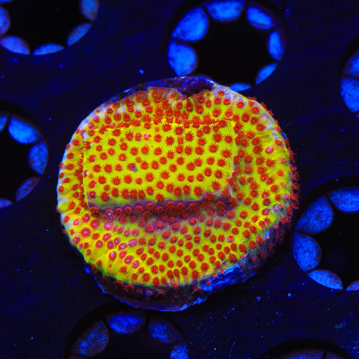 JF Burning Banana Stylocoeniella Coral