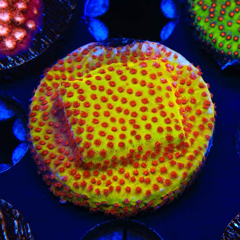 JF Burning Banana Stylocoeniella Coral