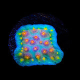 JF Buzz Kill Cyphastrea Coral