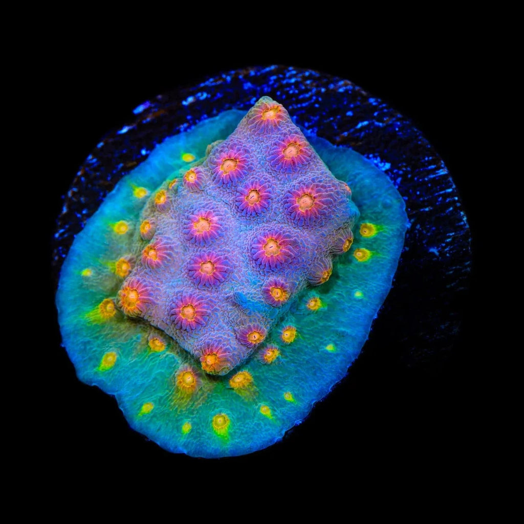 JF Buzz Kill Cyphastrea Coral