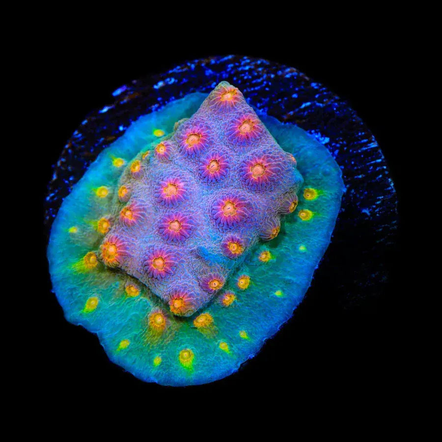 JF Buzz Kill Cyphastrea Coral coral identification and care guide
