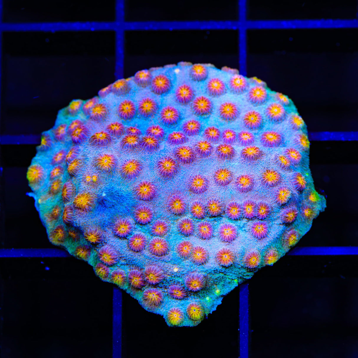 JF Buzz Kill Cyphastrea Coral