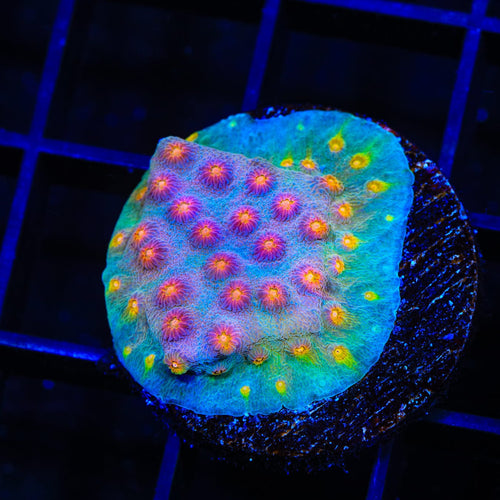 JF Buzz Kill Cyphastrea Coral