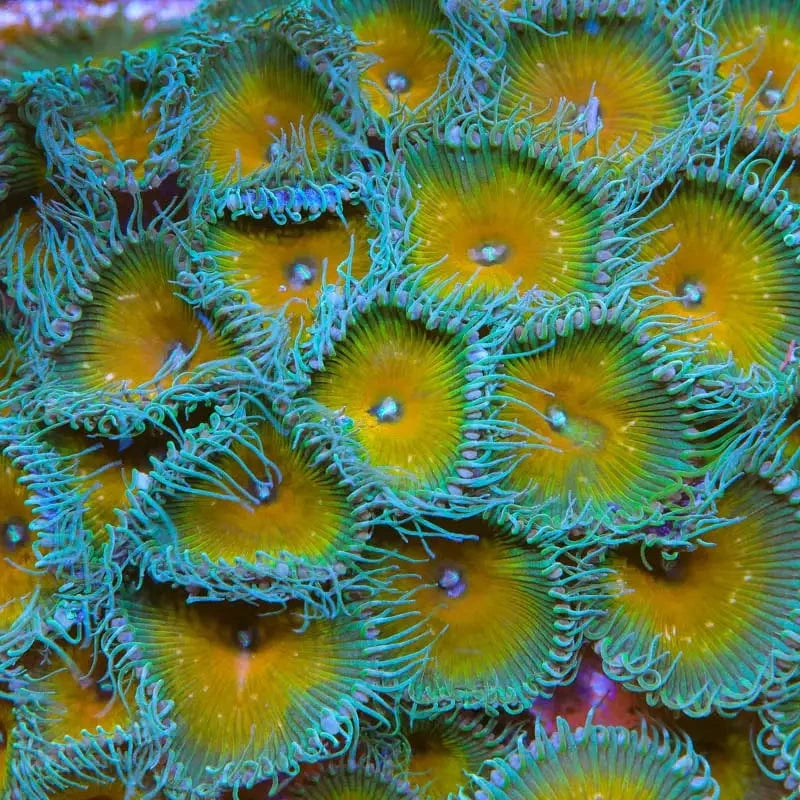 JF Captain Jerk Palythoa Coral