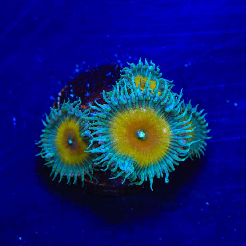 JF Captain Jerk Palythoa Coral