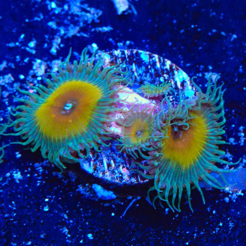 JF Captain Jerk Palythoas Coral