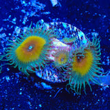 JF Captain Jerk Palythoas Coral
