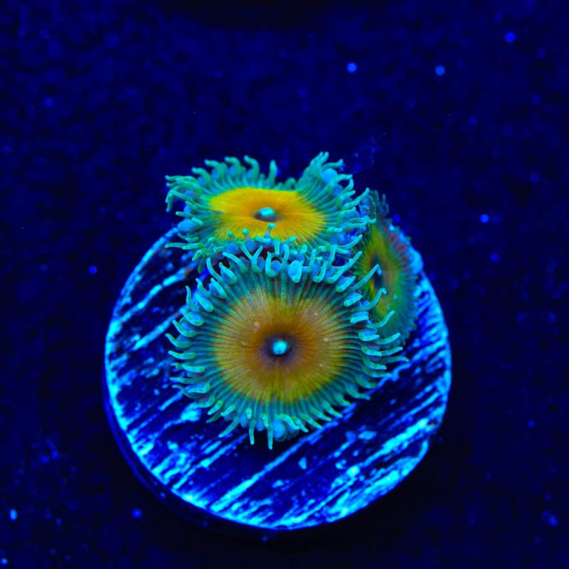 JF Captain Jerk Palythoas Coral