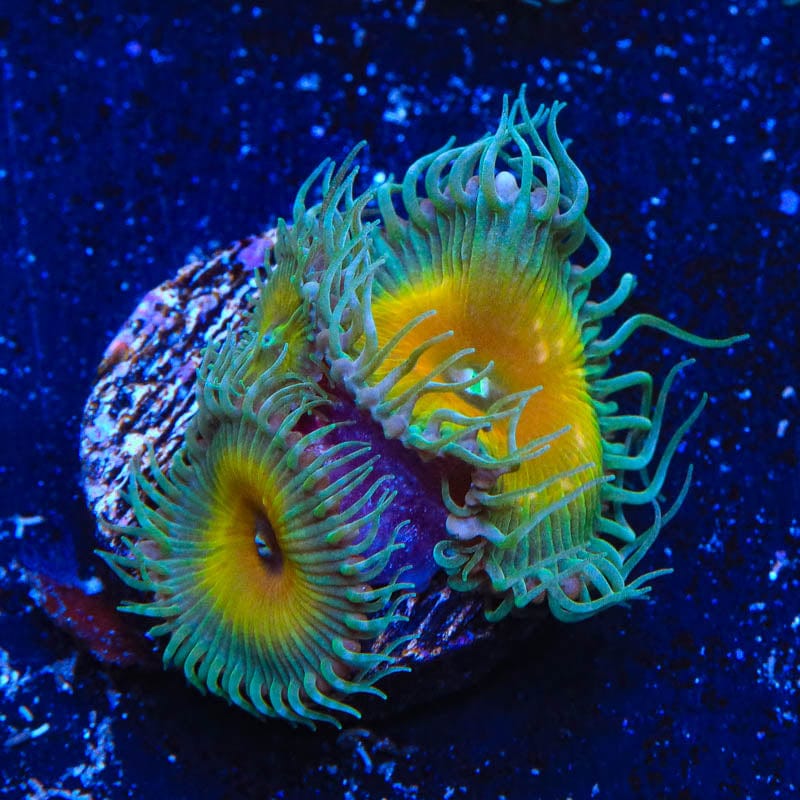 JF Captain Jerk Palythoas Coral