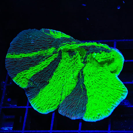 JF Cold Fusion Grafted Montipora Cap Colony Coral