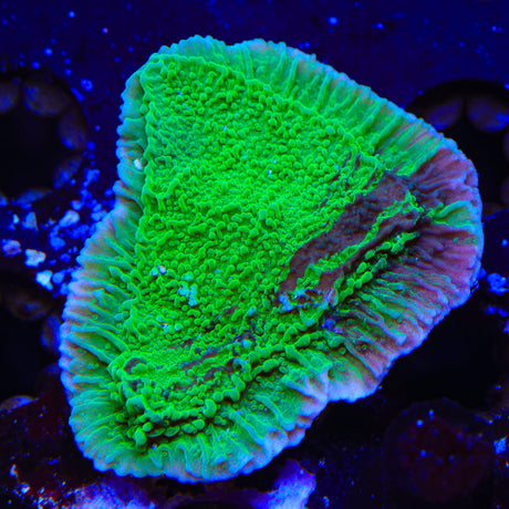 JF Cold Fusion Grafted Montipora Cap Coral