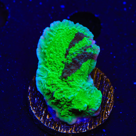 JF Cold Fusion Grafted Montipora Cap Coral