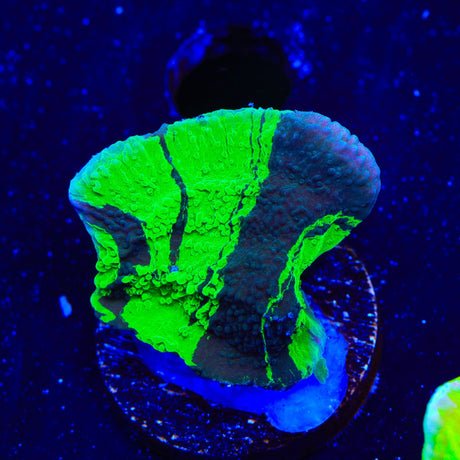 JF Cold Fusion Grafted Montipora Cap Coral