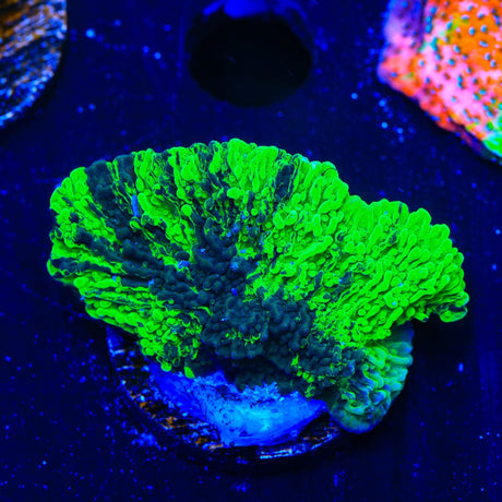 JF Cold Fusion Grafted Montipora Cap Coral
