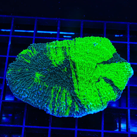 JF Cold Fusion Grafted Montipora Cap XL Frag Coral