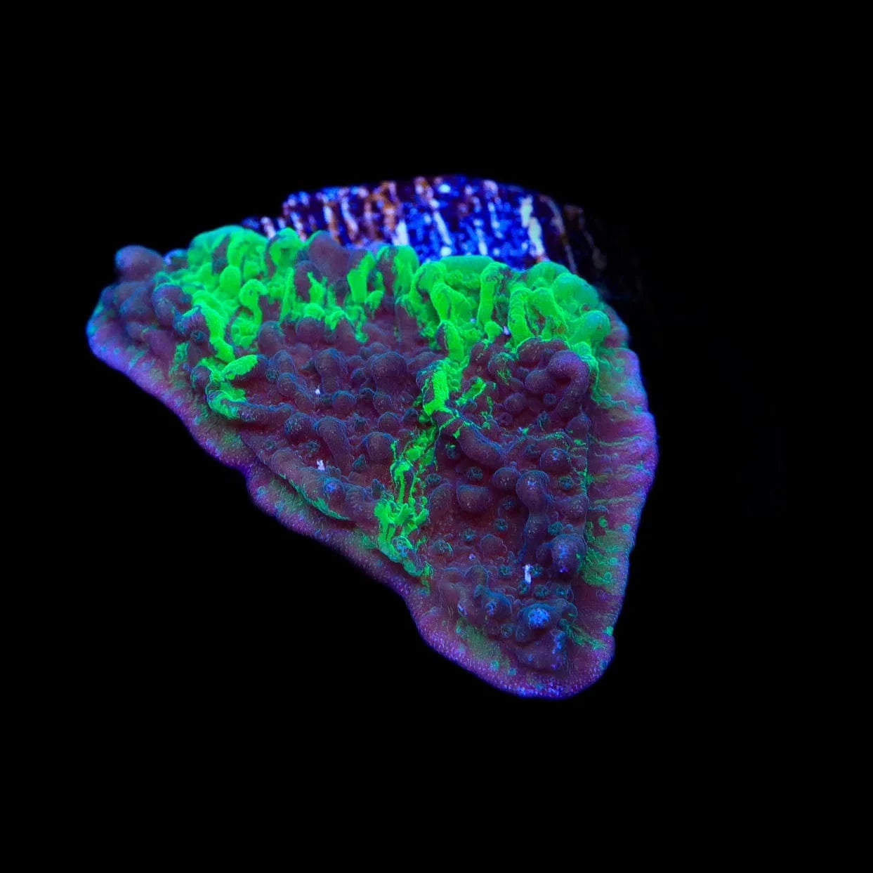 JF Cold Fusion Grafted Montipora Coral – Top Shelf Aquatics