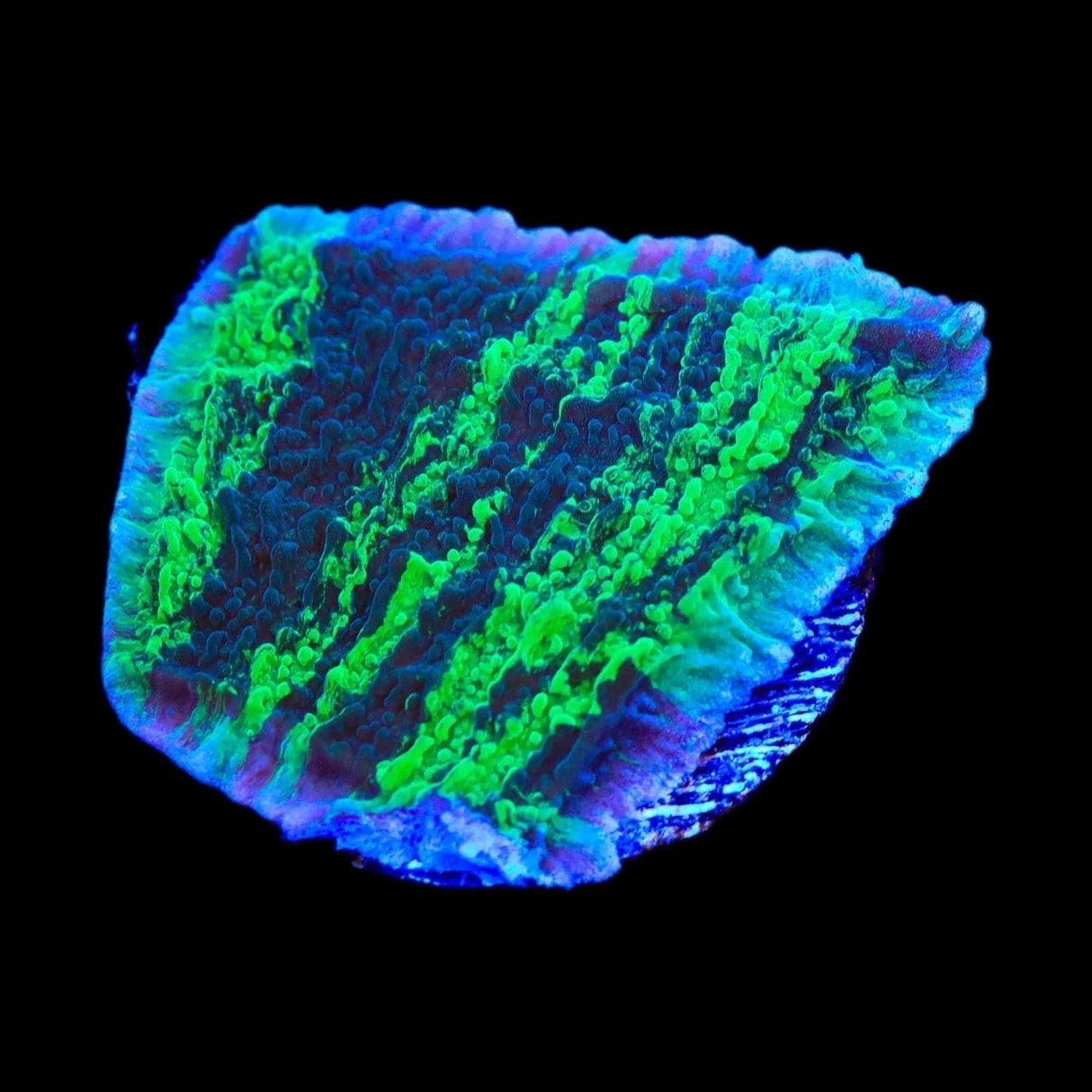 JF Cold Fusion Grafted Montipora Coral