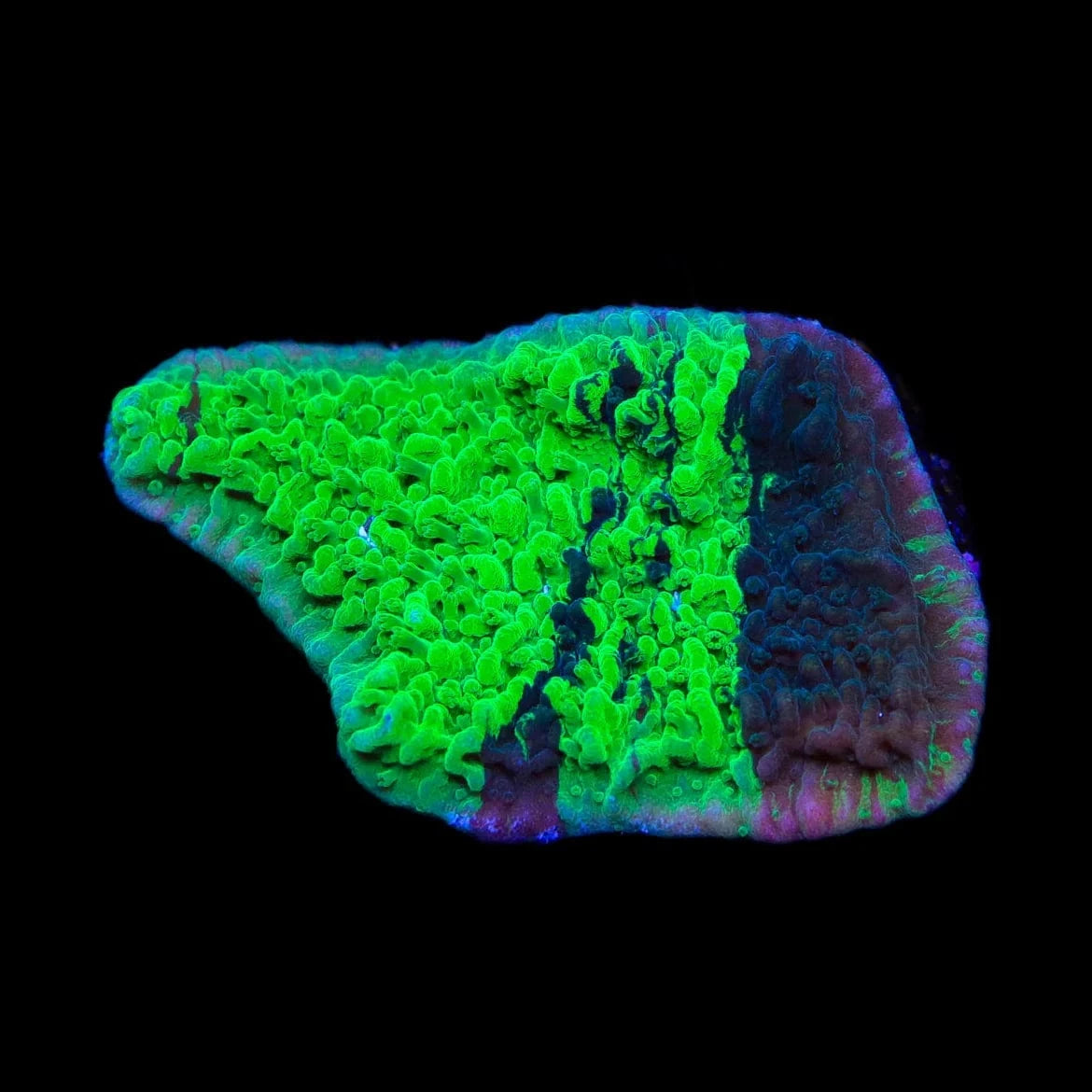 JF Cold Fusion Grafted Montipora Coral