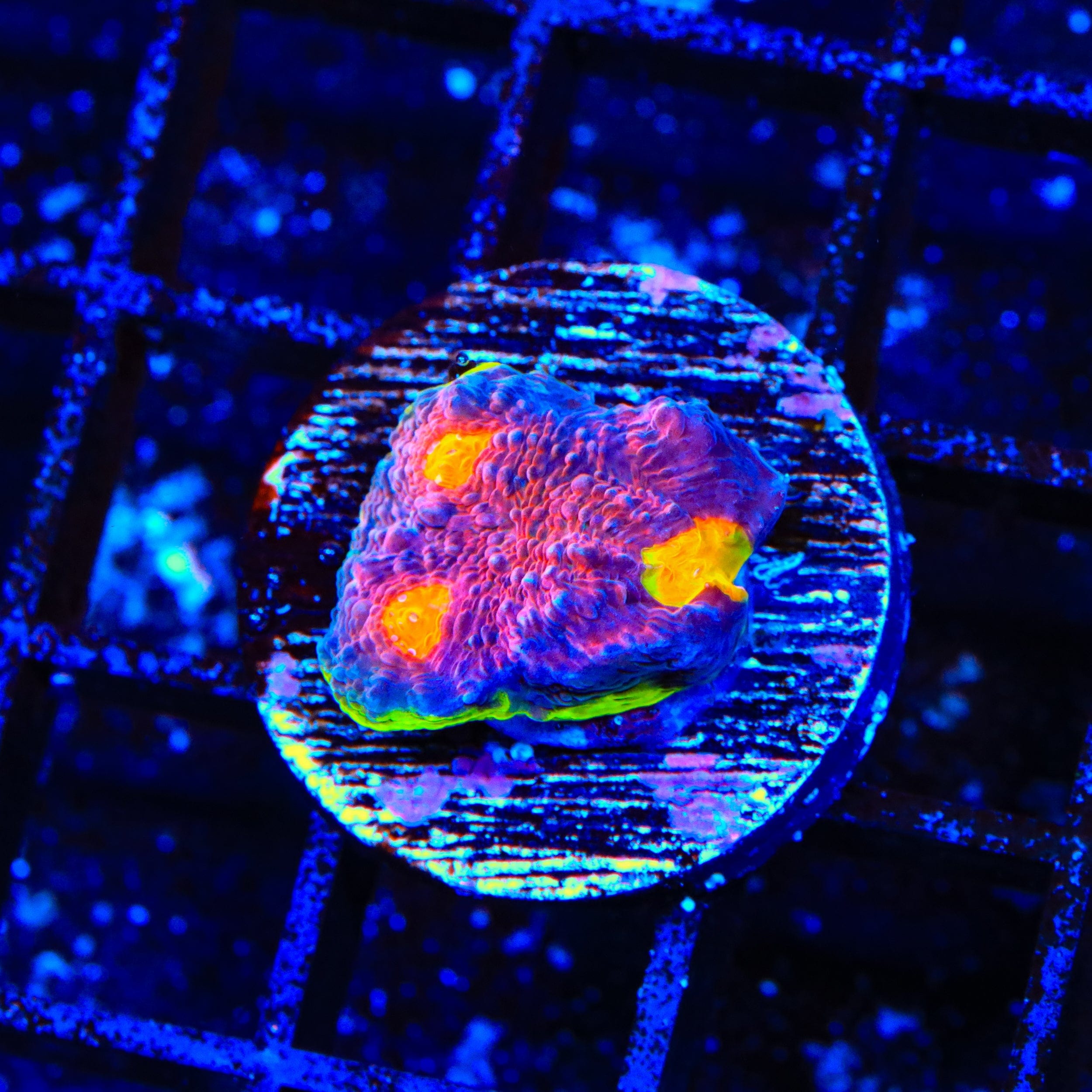 JF Crazy Fox Chalice Coral – Top Shelf Aquatics