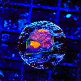 JF Crazy Fox Chalice Coral