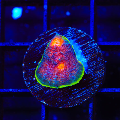 JF Crazy Fox Chalice Coral