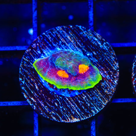 JF Crazy Fox Chalice Coral