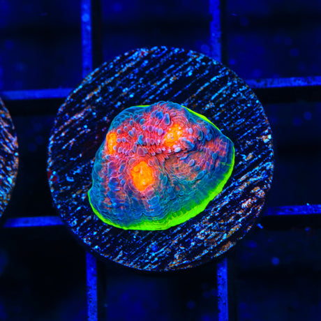 JF Crazy Fox Chalice Coral