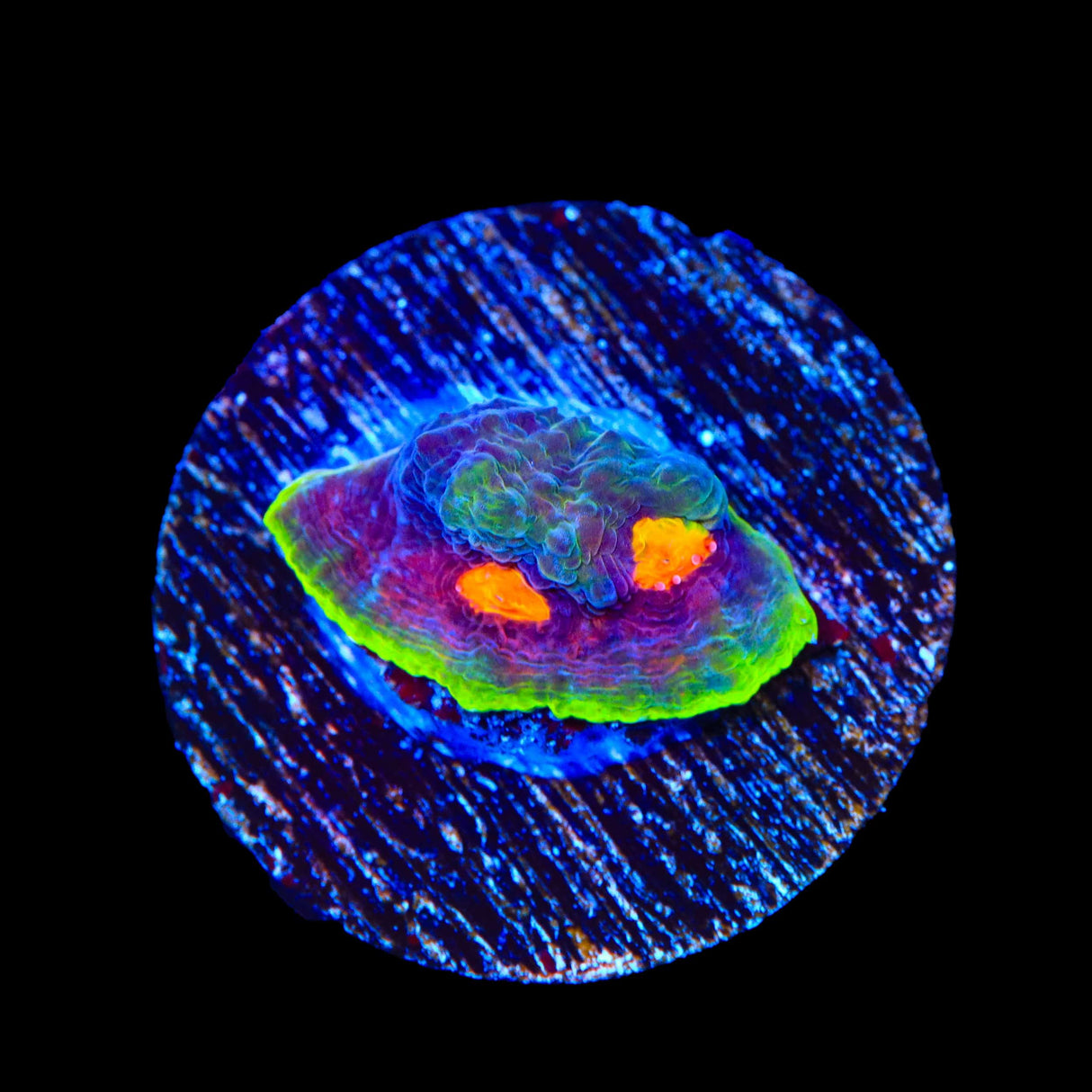 JF Crazy Fox Chalice Coral
