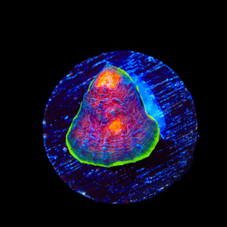JF Crazy Fox Chalice Coral