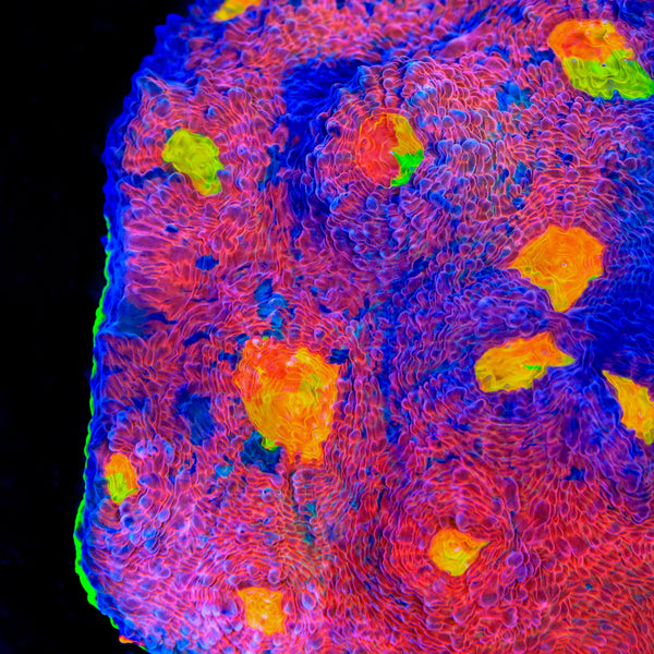 フレキシア ⭐︎cell crystal JF Crazy Fox Chalice Coral – Top Shelf Aquatics