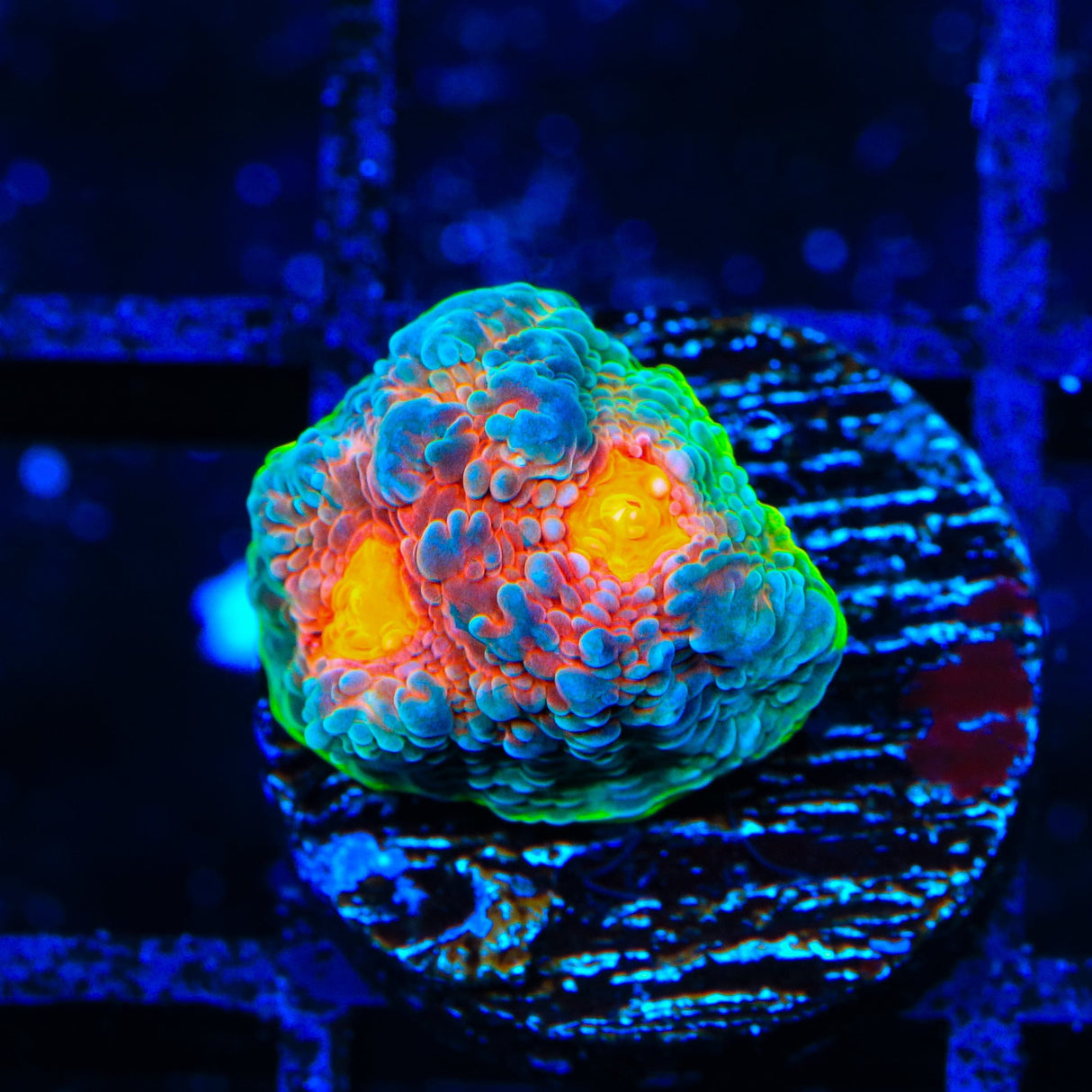 JF Crazy Fox Chalice Coral