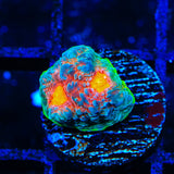 JF Crazy Fox Chalice Coral