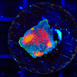 JF Crazy Fox Chalice Coral