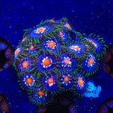 JF Daisy Cutter Zoanthids Coral