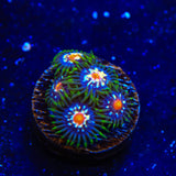 JF Daisy Cutter Zoanthids Coral