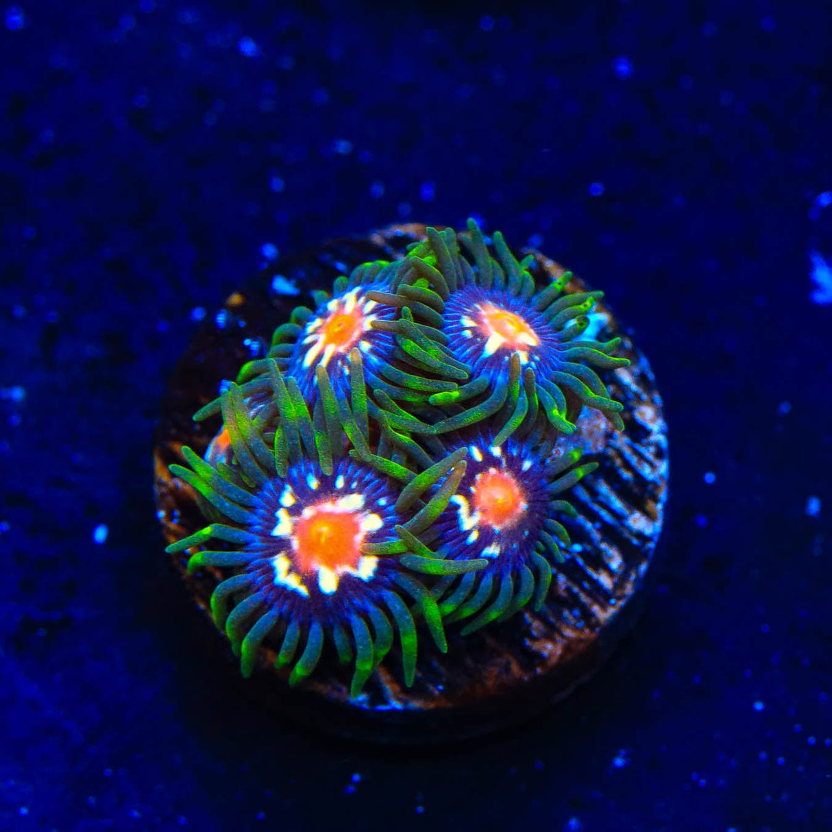 JF Daisy Cutter Zoanthids Coral