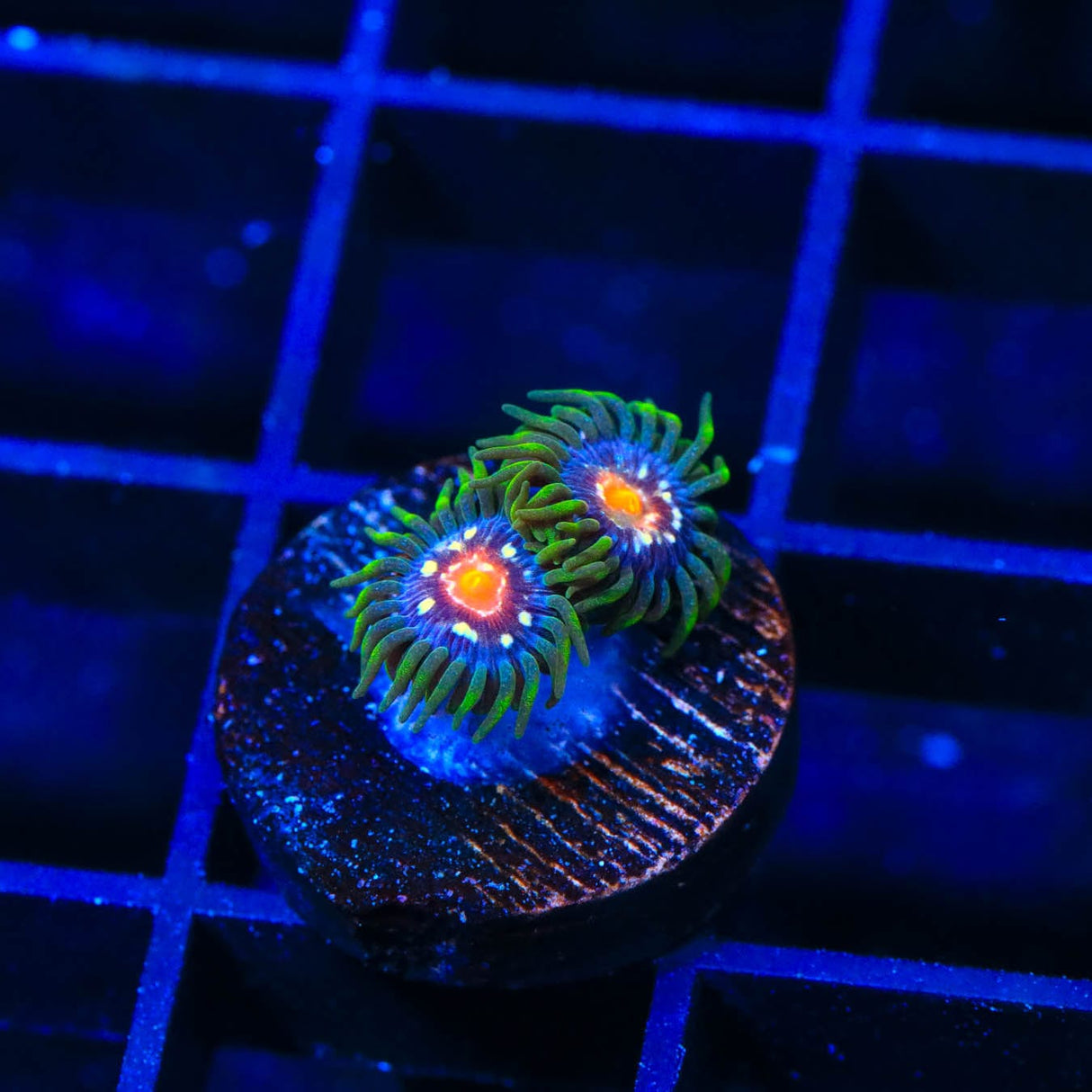 JF Daisy Cutter Zoanthids Coral