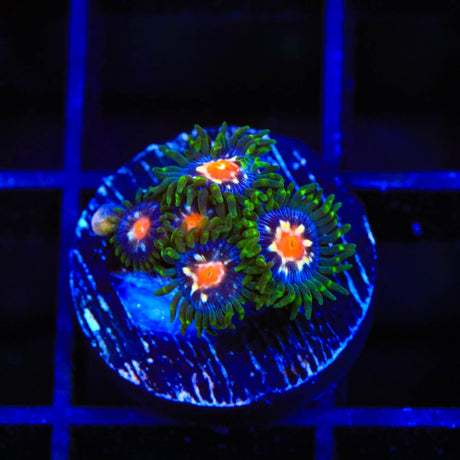 JF Daisy Cutter Zoanthids Coral