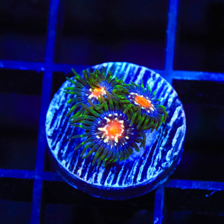 JF Daisy Cutter Zoanthids Coral