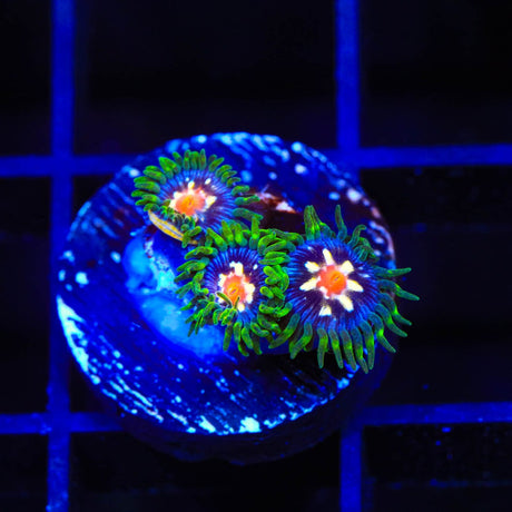 JF Daisy Cutter Zoanthids Coral