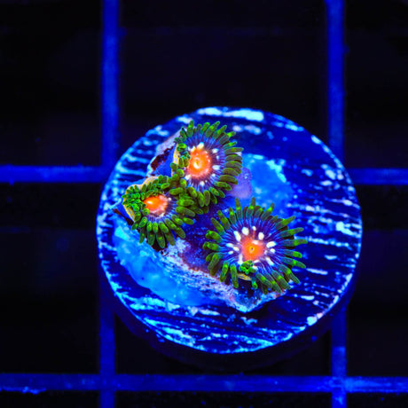 JF Daisy Cutter Zoanthids Coral