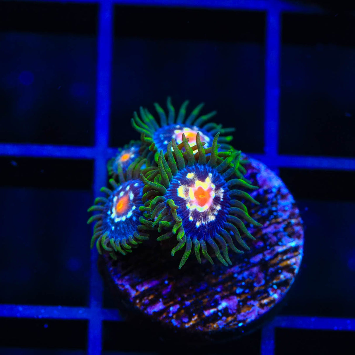 JF Daisy Cutter Zoanthids Coral