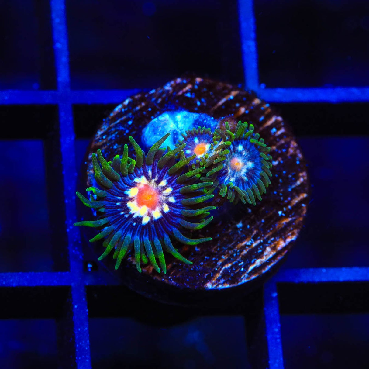 JF Daisy Cutter Zoanthids Coral