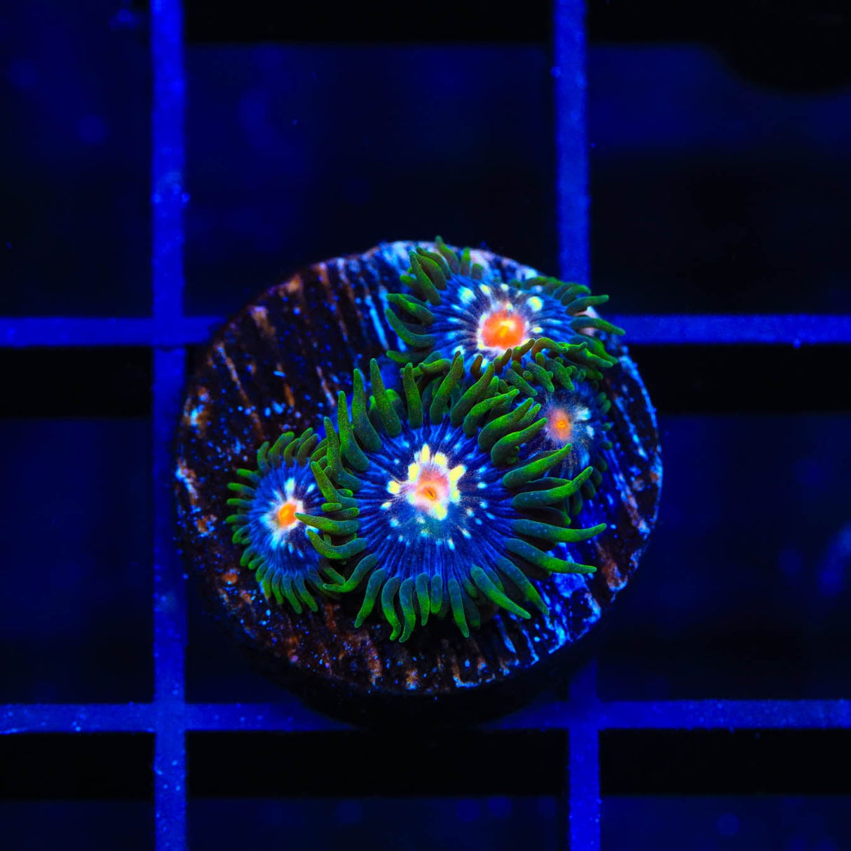 JF Daisy Cutter Zoanthids Coral
