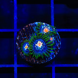 JF Daisy Cutter Zoanthids Coral