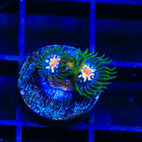 JF Daisy Cutter Zoanthids Coral